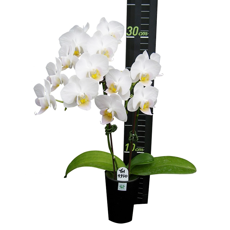 Phal. Younghome Little Snow