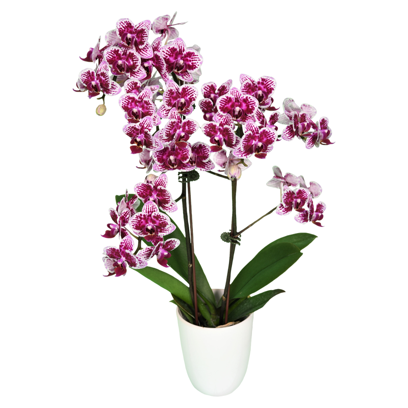 Phal. Younghome Summer