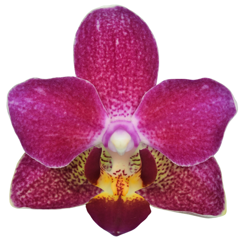 Phal. Younghome Red Grapes