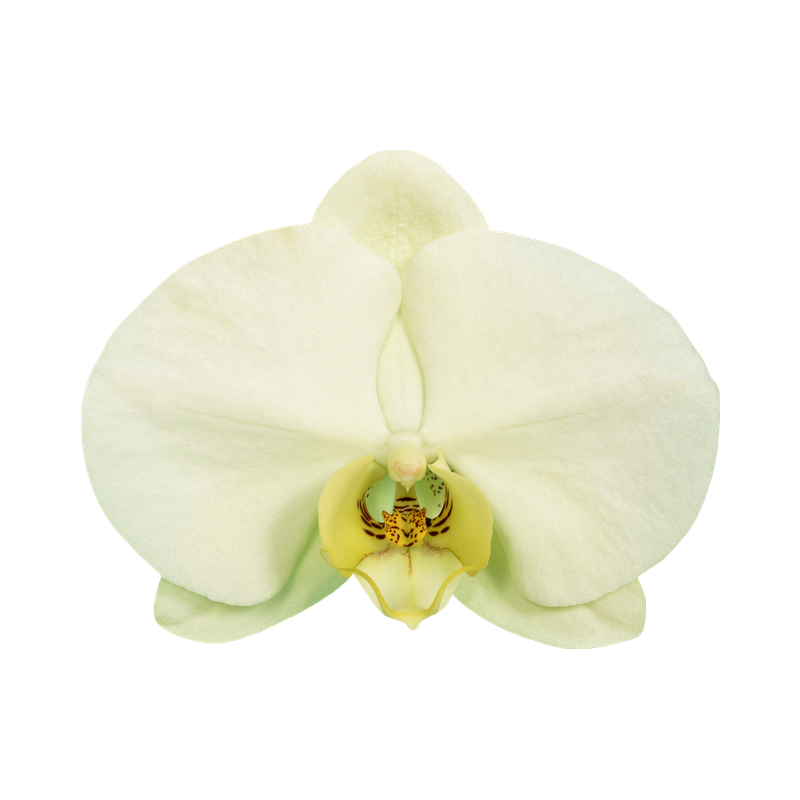 Phal. Younghome Big Panda