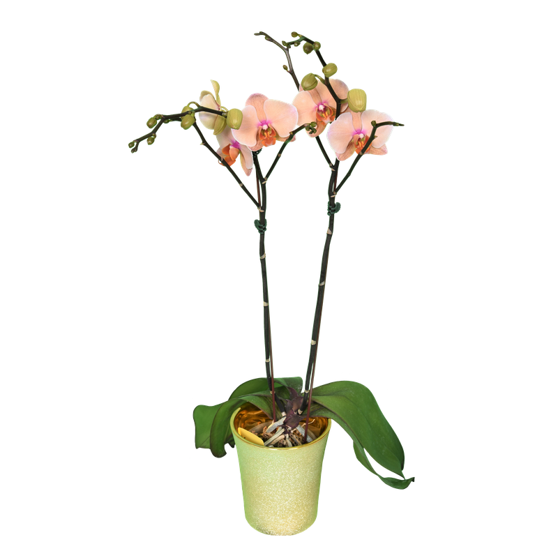 Phal. Younghome Orange Cat