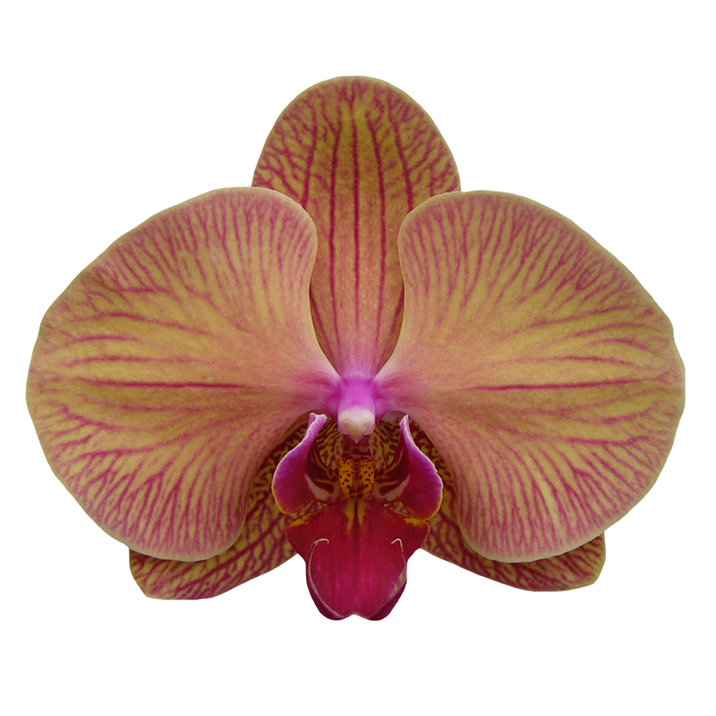 Phal. Younghome Golden Leopard