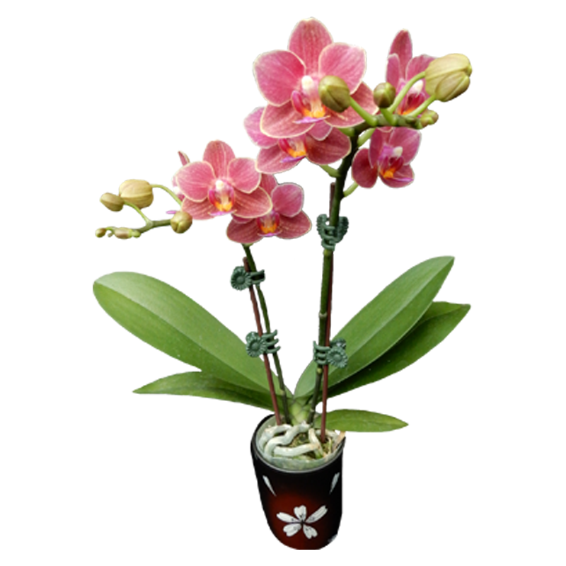 Phal. Younghome Winnie
