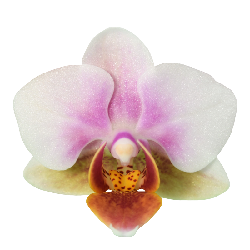 Phal. Younghome Godspeed