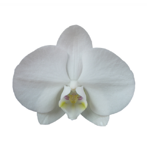Younghome White Apple